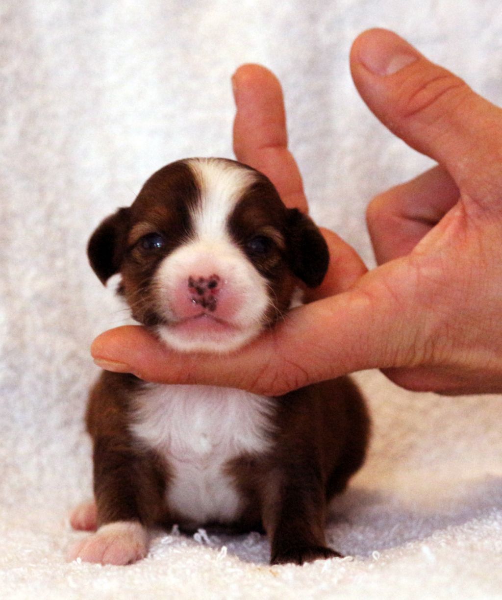 The Noble Buccaneer Di China Latina