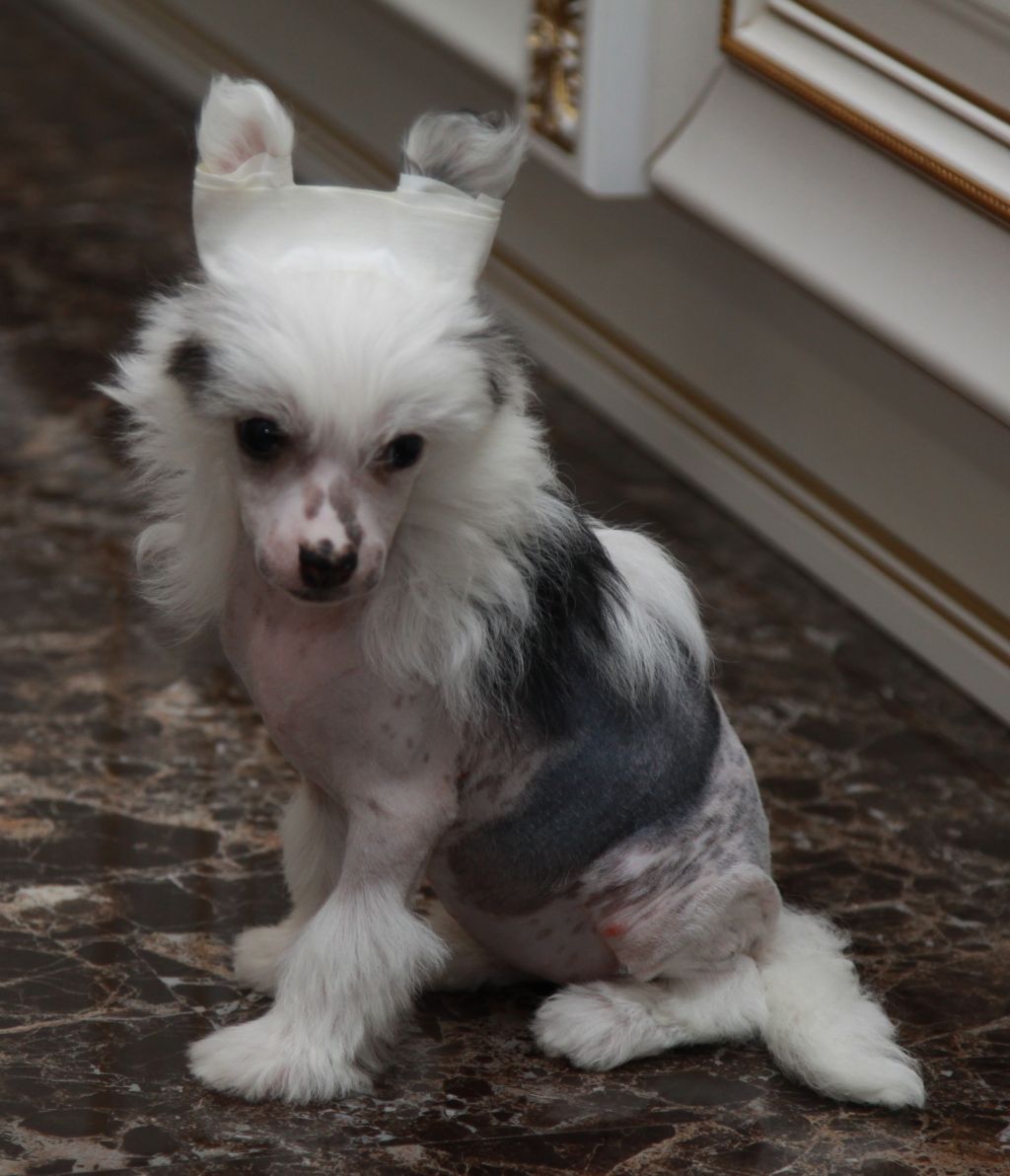 Premier Mari Carica Tamara