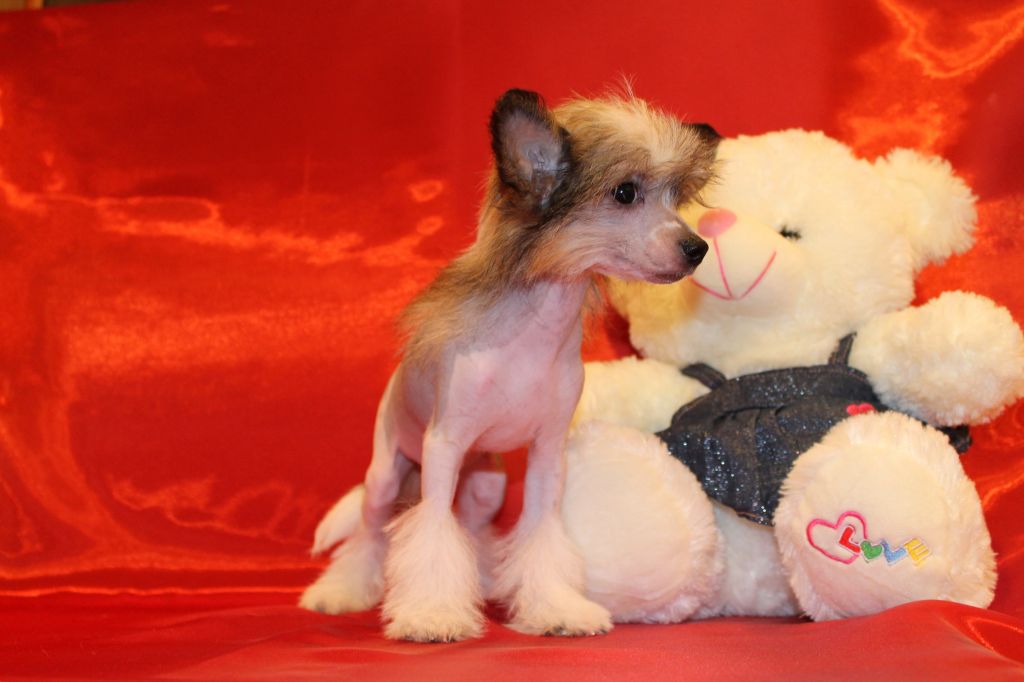 Magnet Success Grace Empress