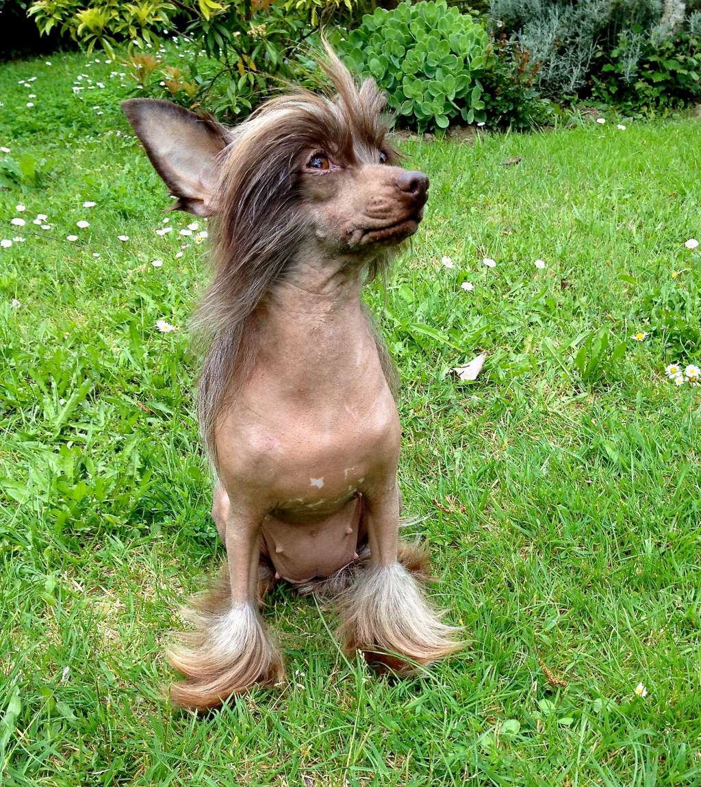 Original Baked Brownie