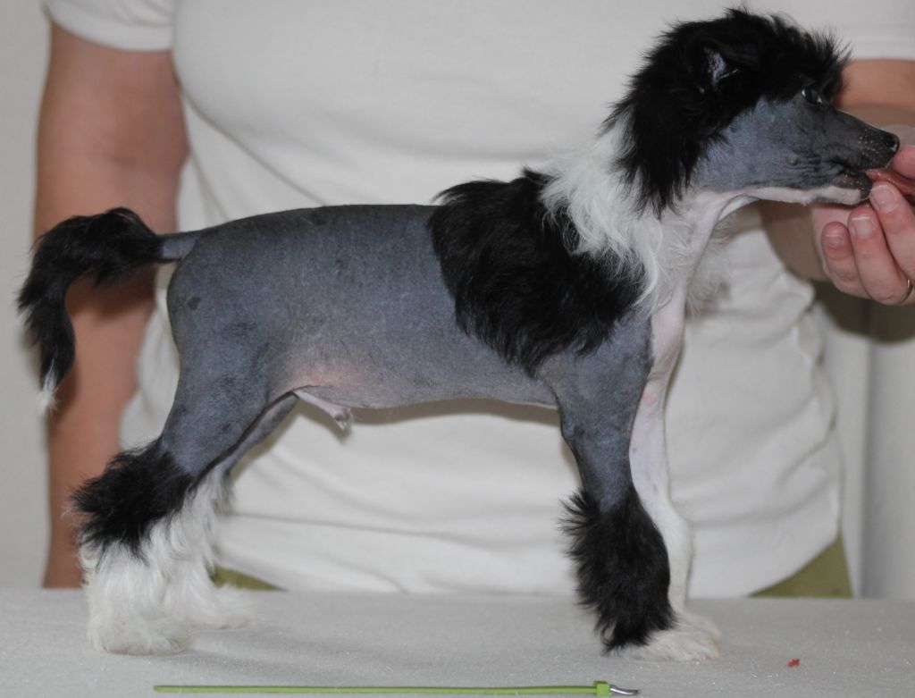 Hottie Tots Born Braveheart