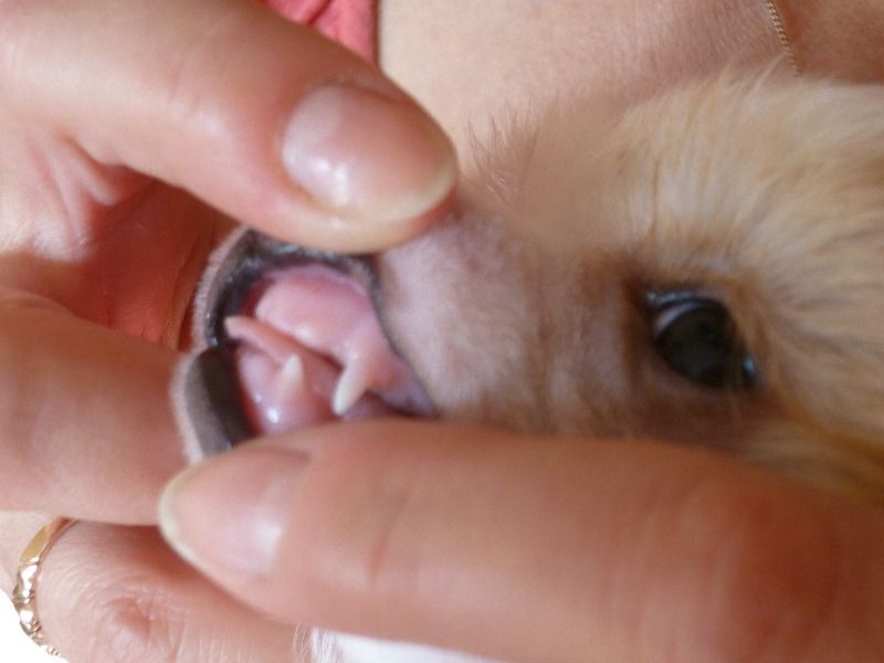 Irgen Gold Luna Rossa