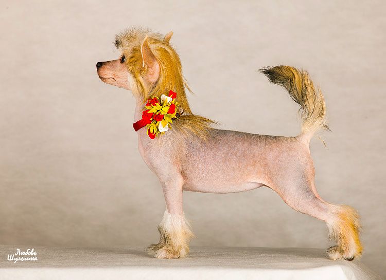 My Vanity Fair Madison