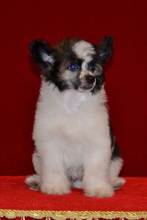 Ins Lucky Star Chicago