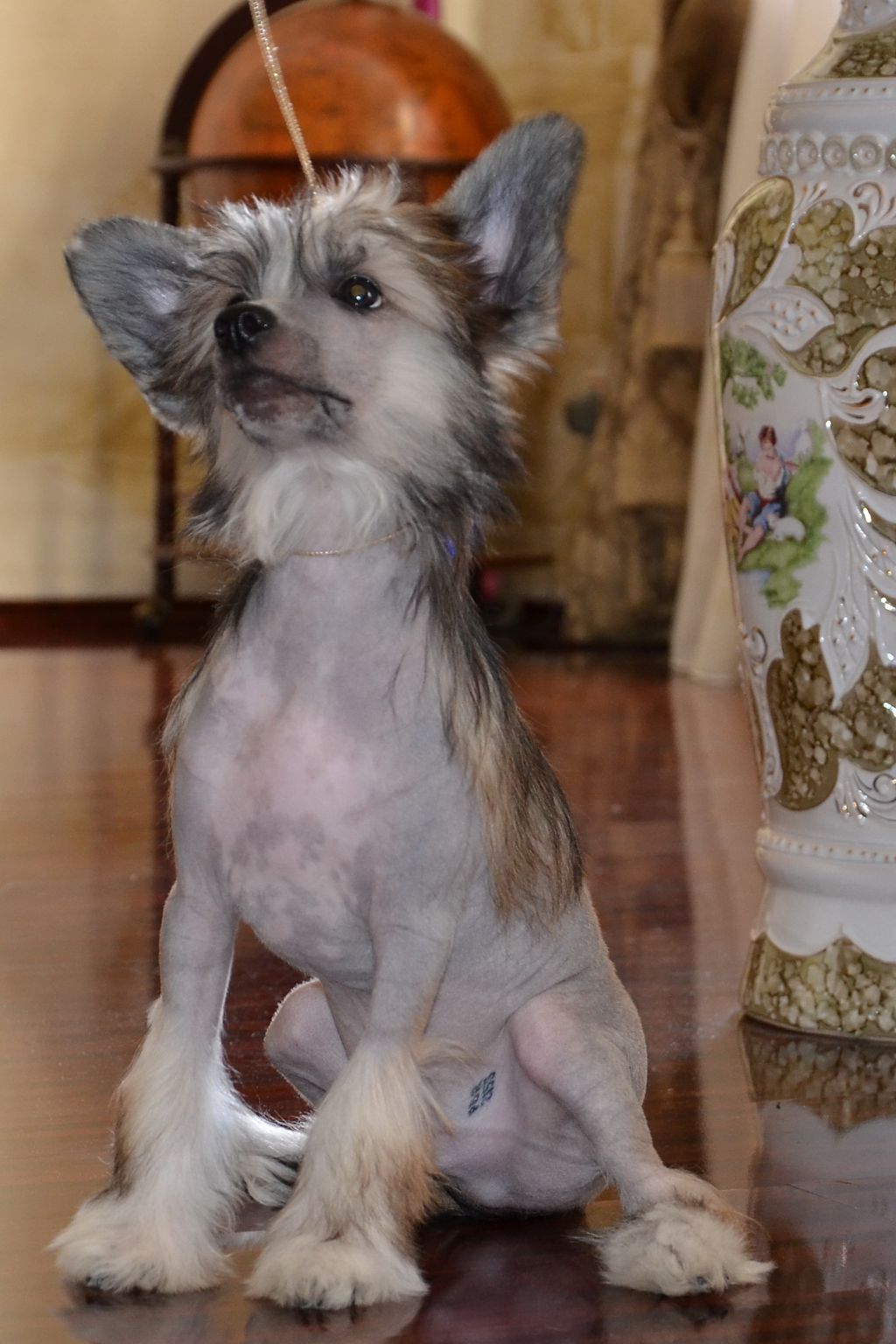 Ins Lucky Star Chester