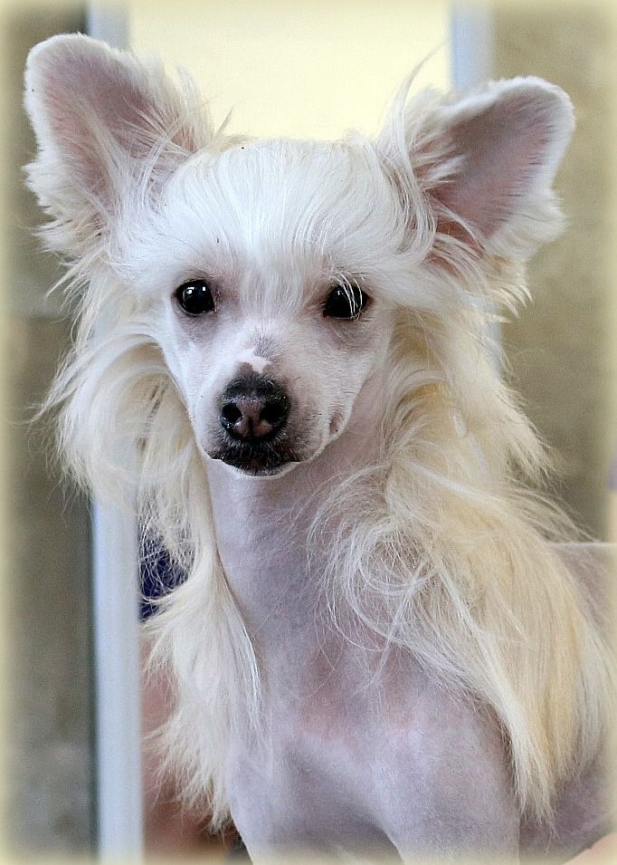 Vanity under the sun Di China latina