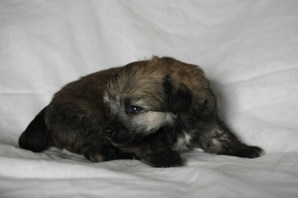 Abbaboos Dark Side of the Moon