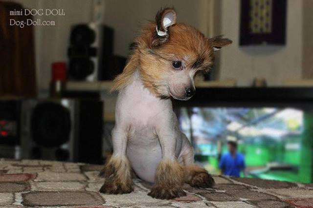 Mimi Dog Doll Lolita...
