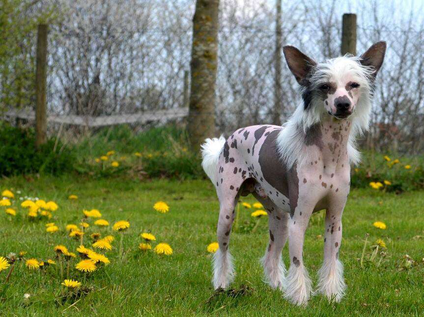 Avocado Soft Cream von Natelberg