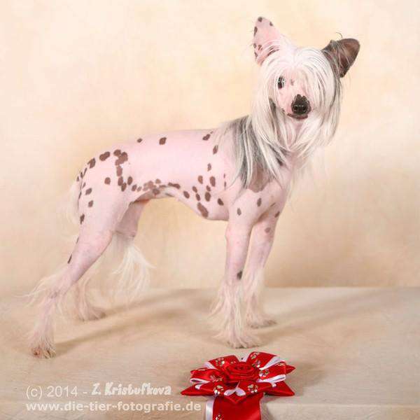 Altona City Girl von Natelberg