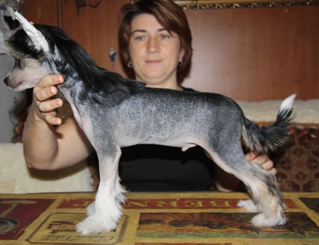 Priz iz Strany Kutha