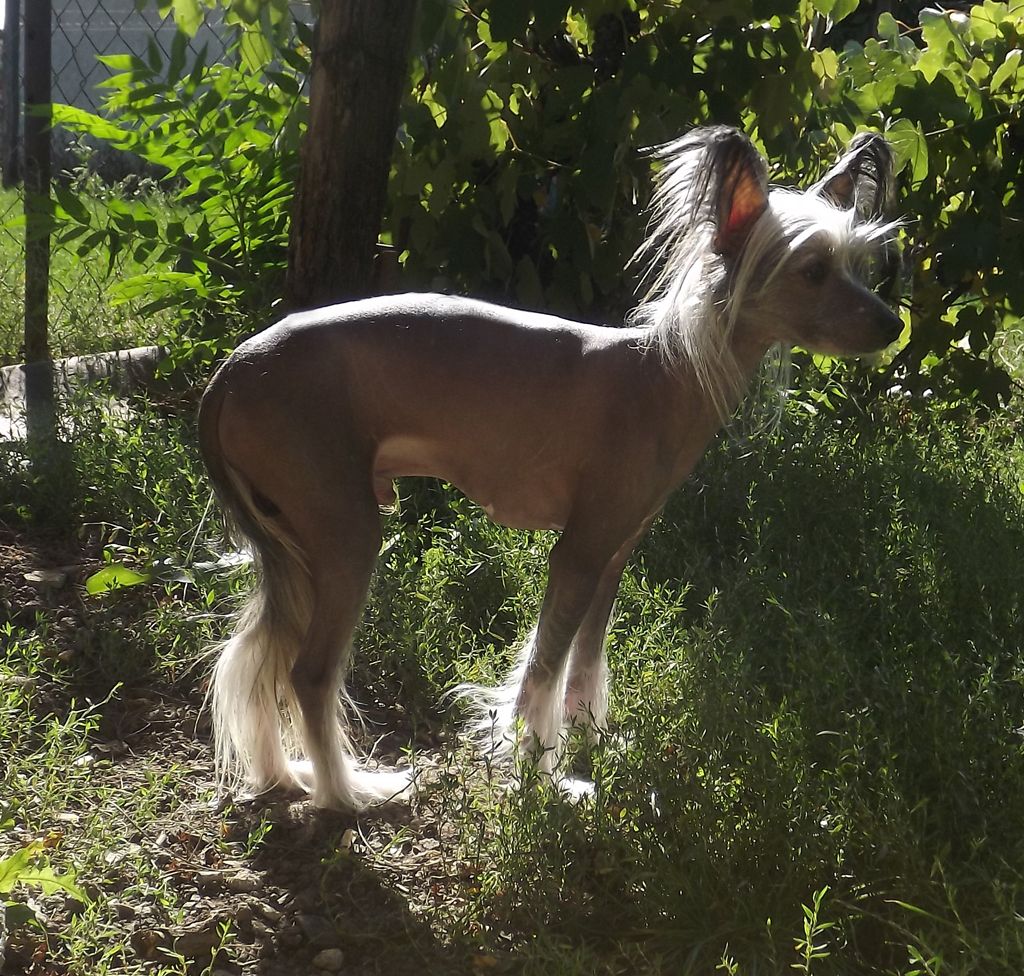 Arabea Angels Rafael