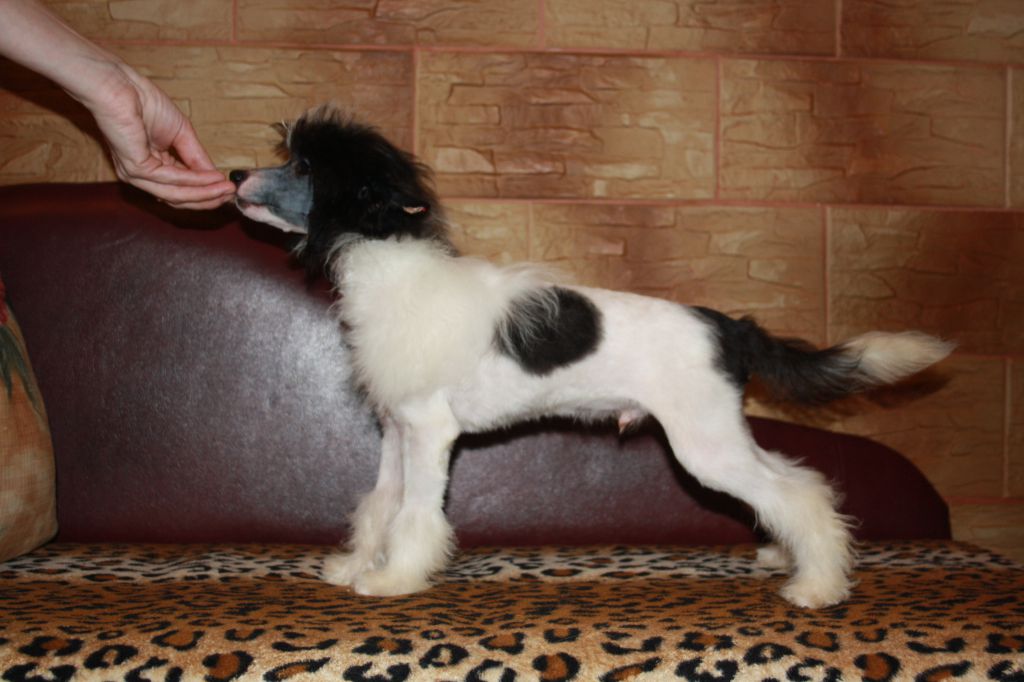 Charuyuschiy Soblazn Duel' Blossom