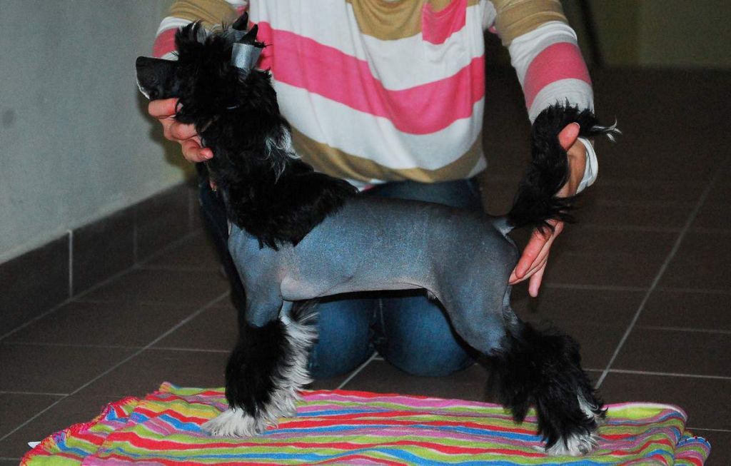 Hossa-vija Davidoff Quartus