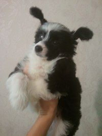 Pinki Pay