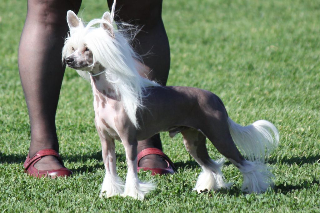 Casmai Repeat Offender