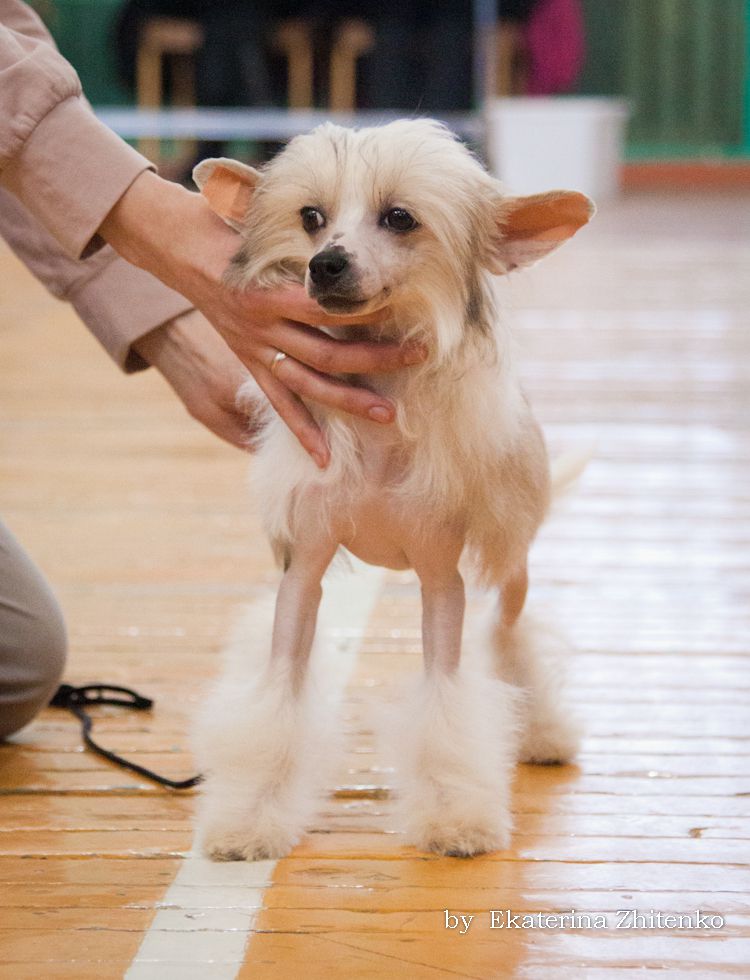 Berenaik Pandora Y nu Art