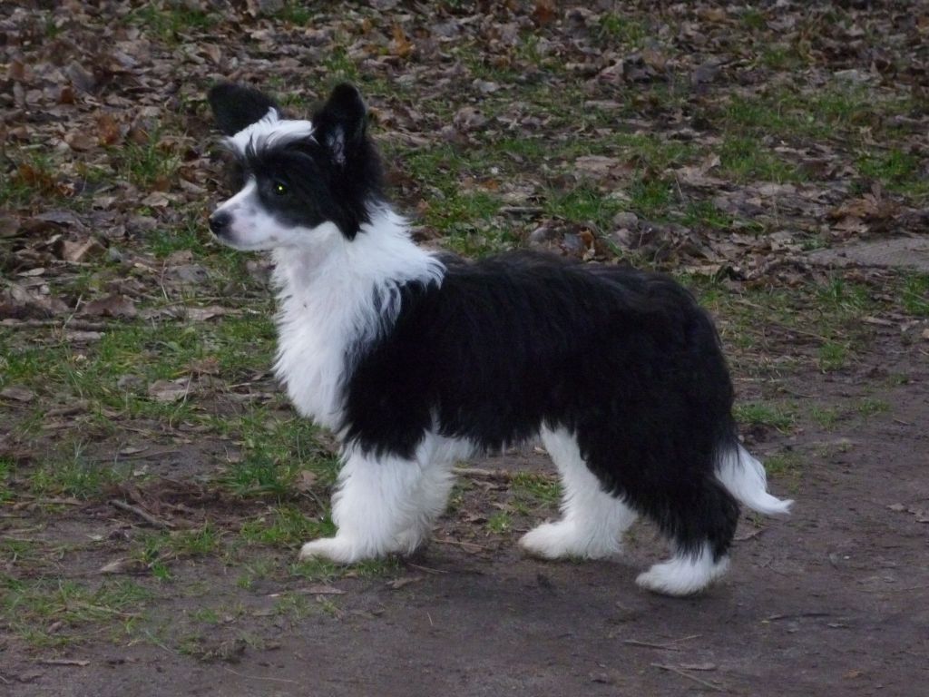 Edcullen's Glade Da Love Sponge