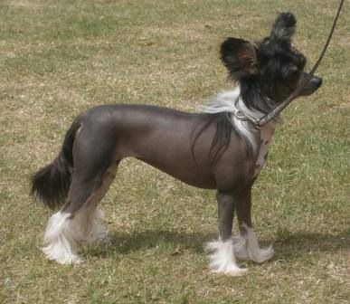 Despinia Prizzy's Legacy