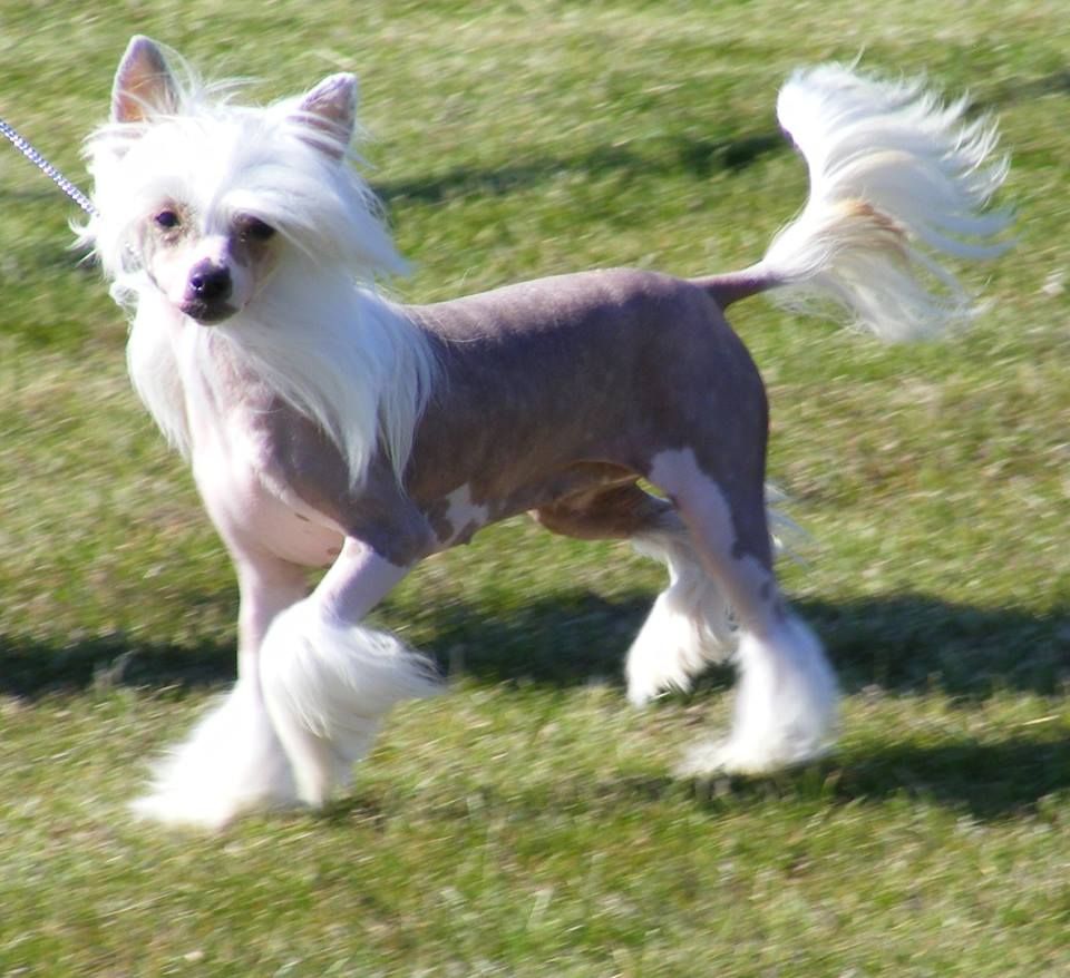 Sherabill Femme Fatale