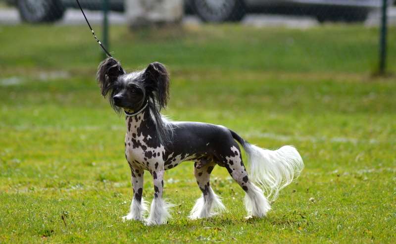 Edcullen's Glade Dr. Dollar Duck