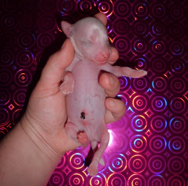 Playboy de L'Essence de Mon Tout