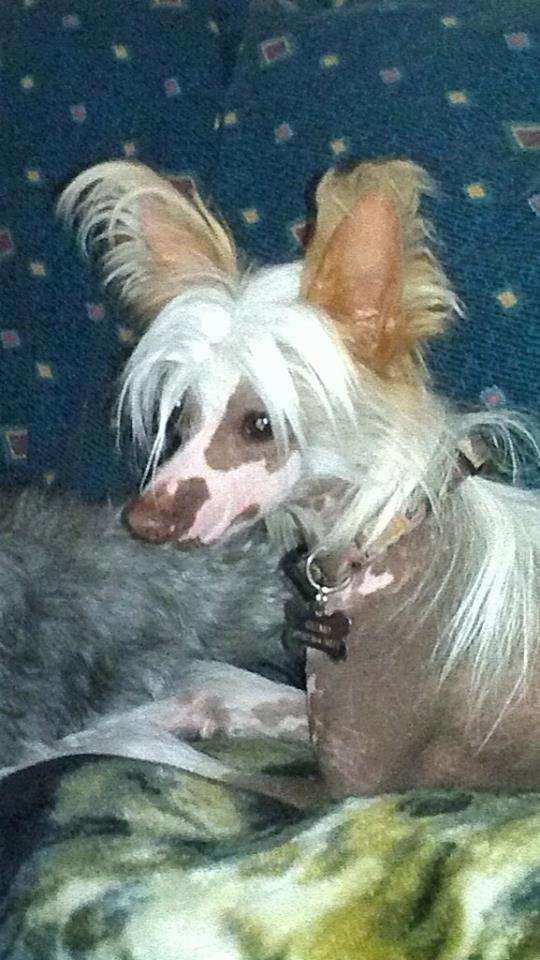 Ponyville's Waylon Gizmo