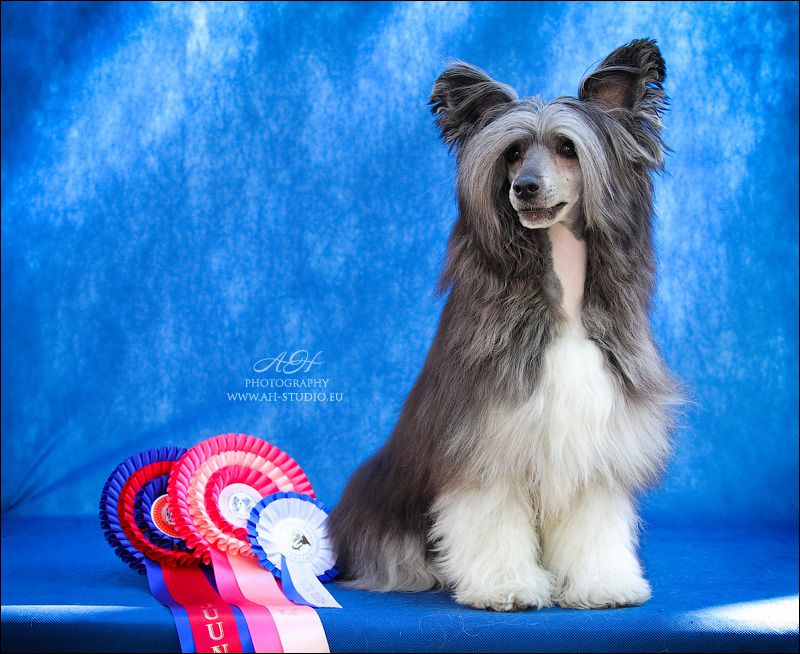 Bemu's Charming Dude