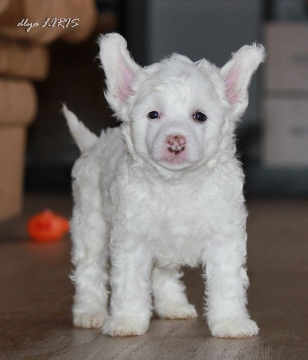 Slavyanskii  Val's dlya  Liris