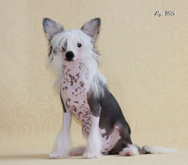 Syurpriz, ochen' priyatnii dlya Liris