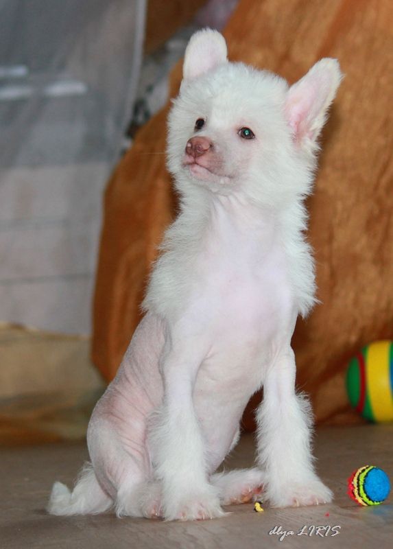 Step, tol'ko  Step dlya Liris