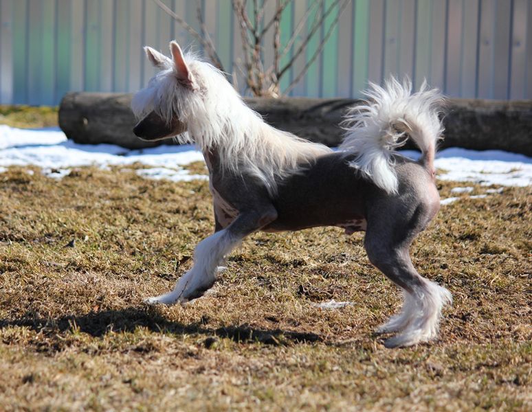 Stil'nii  Kavaler dlya  Liris