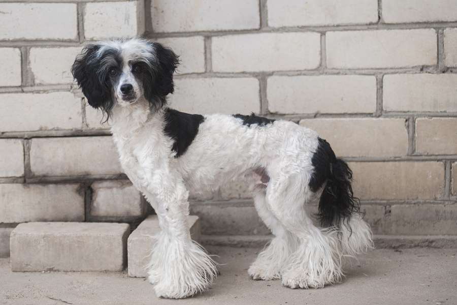 Izumrud iz Sozvezdiya Khana