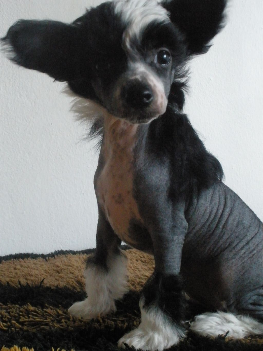 Unique of Bohemia Al Maarii Sapphire