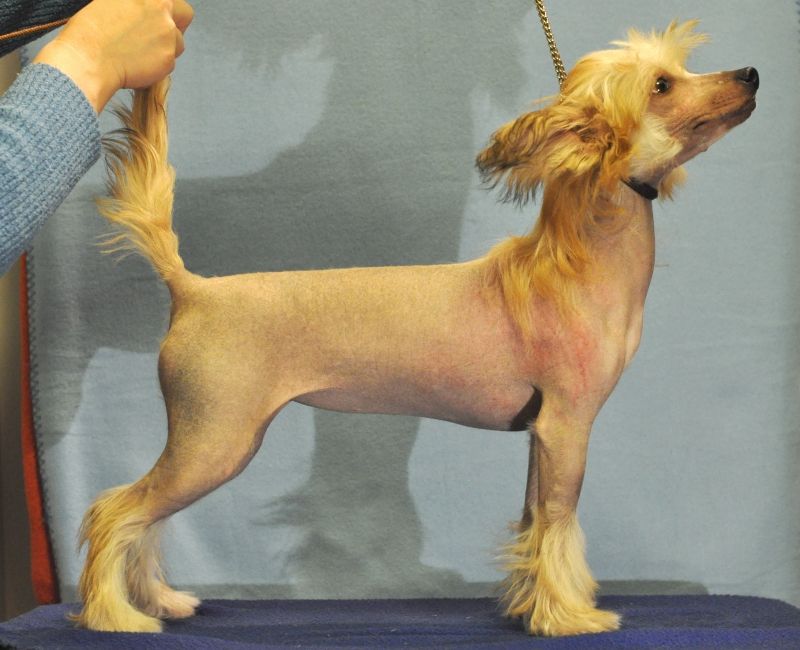 Zh'olesk ot Lyali Beloy