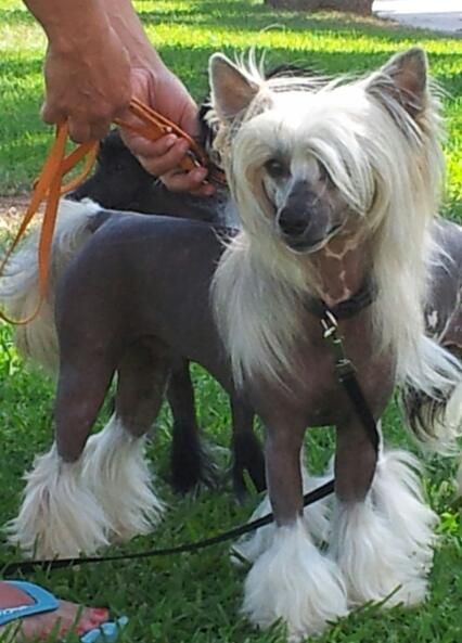 Made In The Bandedogge