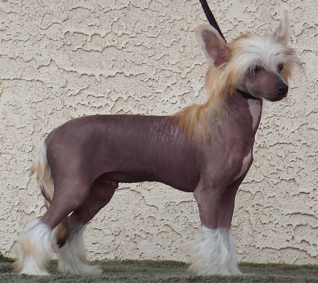 Glam Fact von Shinbashi