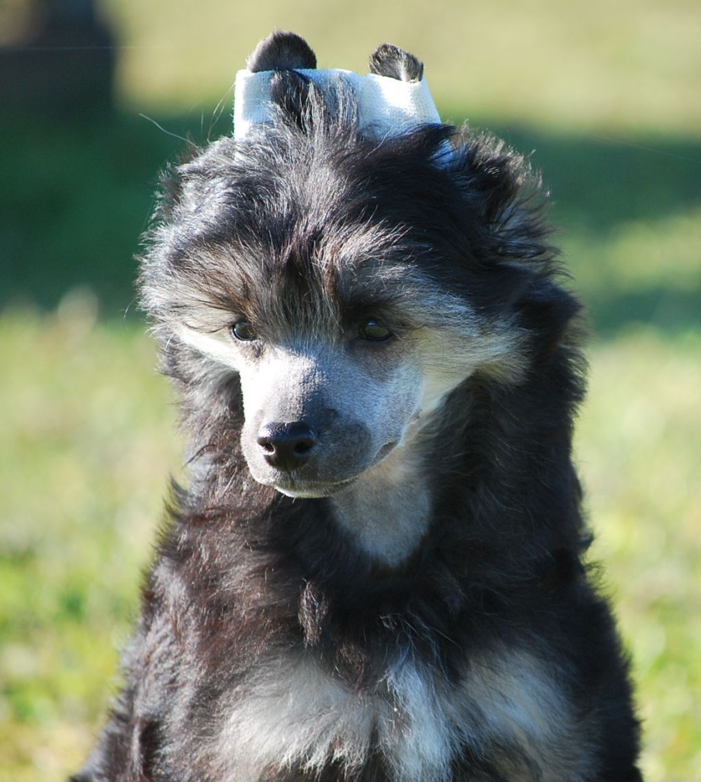 Little Dog Of Dream I'm a charmer