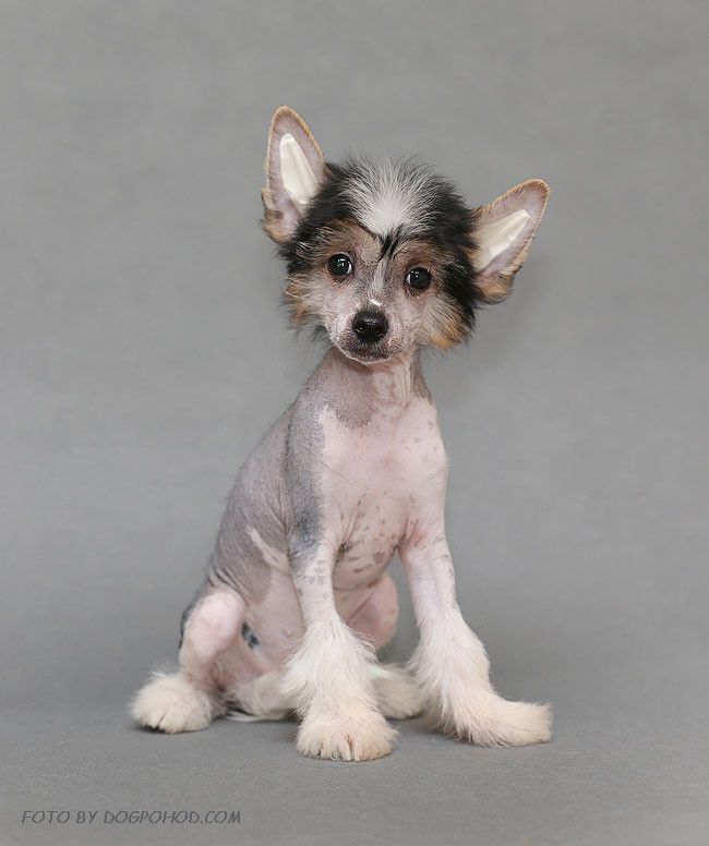 Amalina'S Komandante Che Gevara