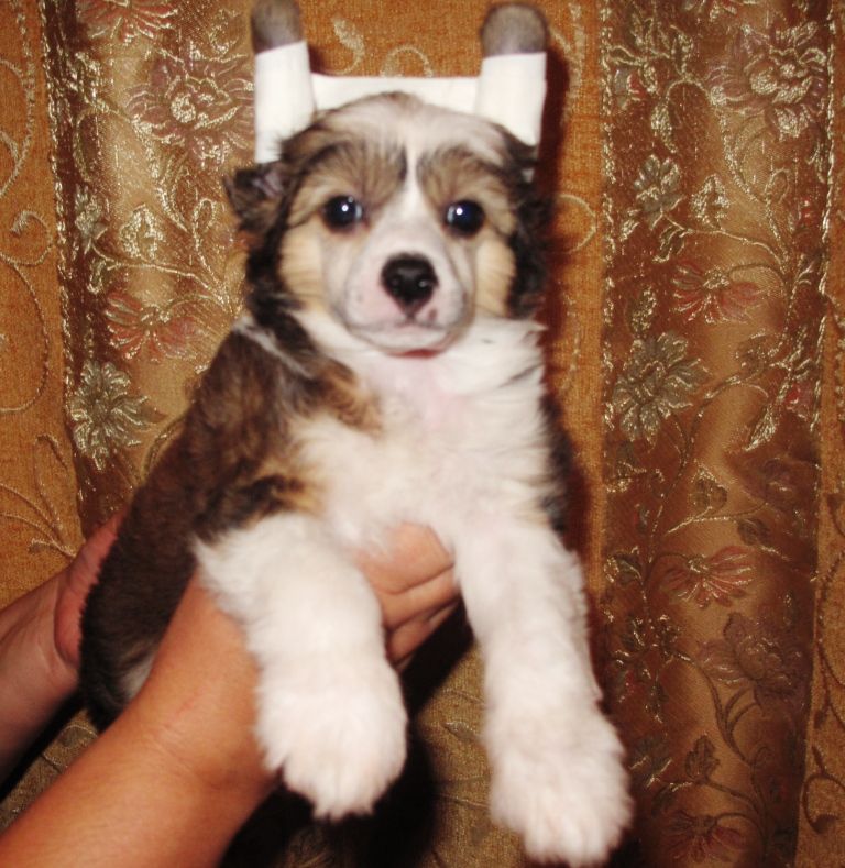 Versal Zolotoy Malchik