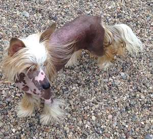 Heaven Sent's Nevada Of Hollywood Dream