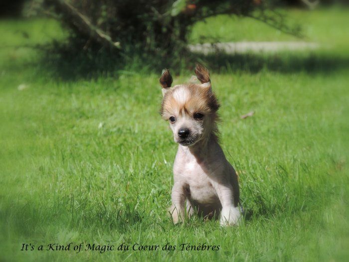 It's a Kind of Magic du Coeur des Ténèbres