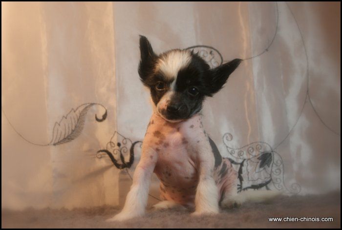 Instinkt Cruella Du Coeur Des Tenebres