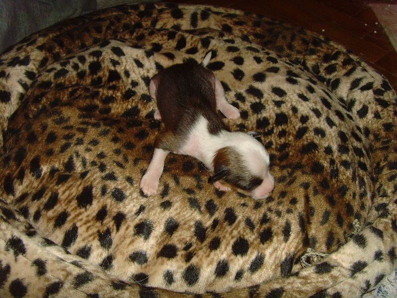 Chuk Norris Atomski Mrav