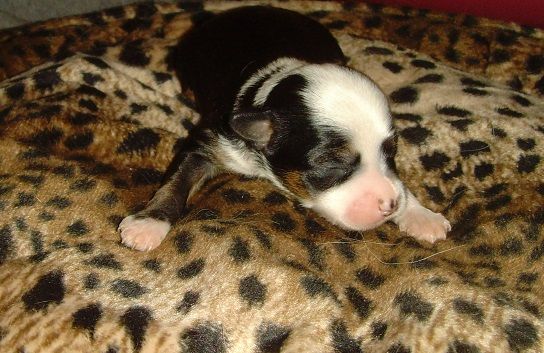 Chanel Iman Atomski Mrav