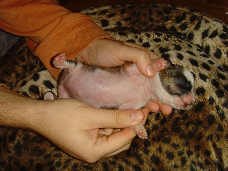 Carolyn Murphy Atomski Mrav