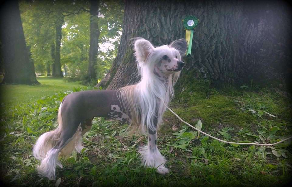 Arte Figure Intuition