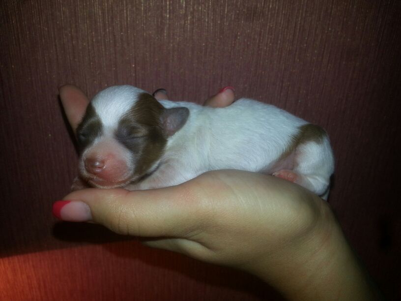 Ognenny Lotos Yma Tyrman