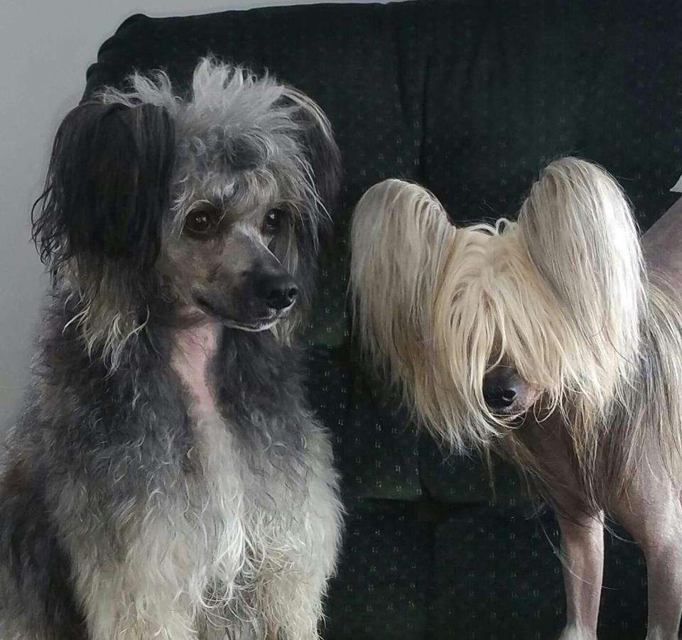 Artic Flyer's Game Boy