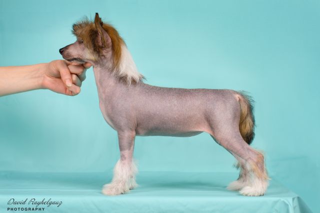 Kamilla iz Sozvezdiya Khana